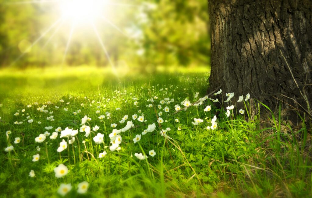 The necessity of rest in our finances A serene meadow with sunlight illuminating wildflowers and lush grass.